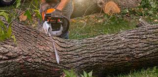 Best Lawn Disease Treatment  in Otterbe, IN