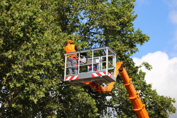 Best Storm Damage Tree Cleanup  in Otterbe, IN